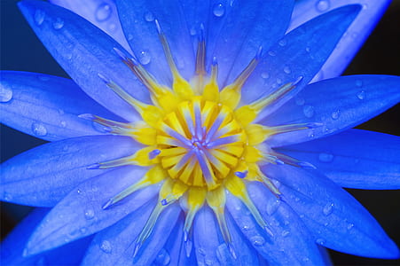 nature, petals, dew, wet thumbnail