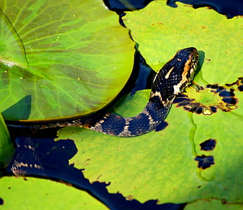 brown snake on leaf thumbnail
