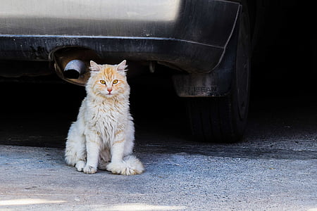 long-coated orange cat sitting behind car thumbnail