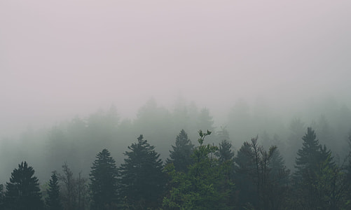 green forest covered by fog thumbnail