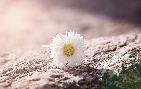 close up photography of white chamomile flower in bloom on gray rock thumbnail