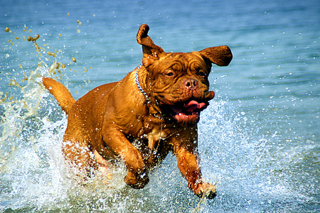 adult mahogany French mastiff running on body of water thumbnail