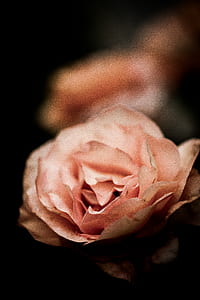 selective focus photography of pink peach rose flower thumbnail