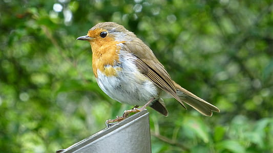closeup photo of brown bird perching on gray metal frame thumbnail
