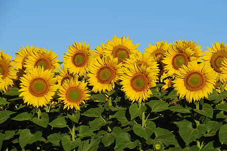 sunflower field thumbnail
