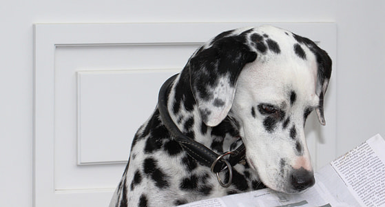 adult white and black Dalmatian thumbnail