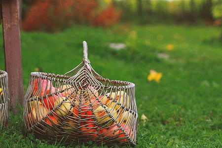 basket full of fruits thumbnail