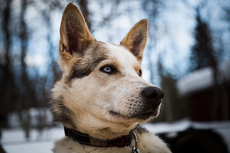 closeup photography of short-coated gray and white dog thumbnail