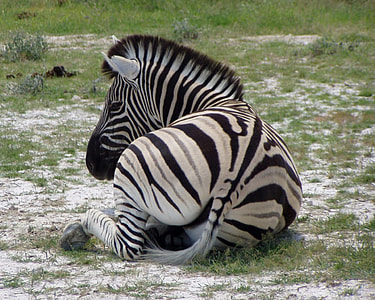 zebra lying on green grass field at daytime thumbnail