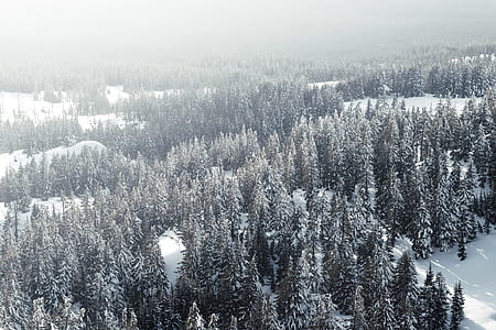 aerial photo of pine trees on snow covered area thumbnail