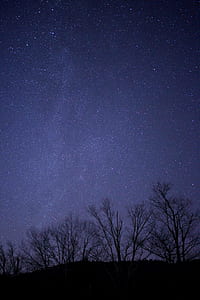 Black Tree Under Purple and Black Sky during Night Time thumbnail