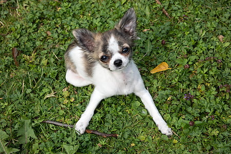 short-coated white and grey dog on green gras thumbnail