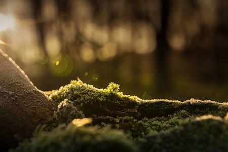 green moss on tree root thumbnail