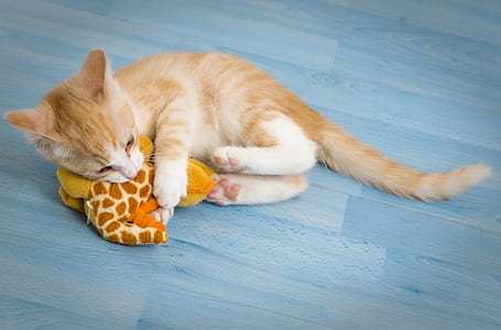 orange tabby cat playing with plush toy thumbnail