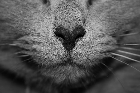 close view of gray cat's nose thumbnail