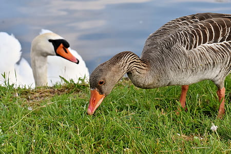 two gray and white ducks at daytime thumbnail