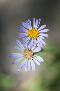 Purple Aster, Flower thumbnail