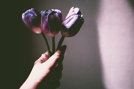 Person Holding Purple Petaled Flowers thumbnail