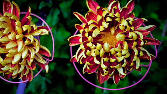 Chrysanthemum, Phase Paradise thumbnail