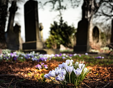 selective focus photography of white flowers thumbnail