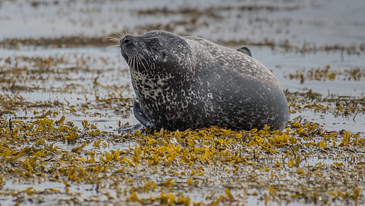 gray seal on body of water thumbnail