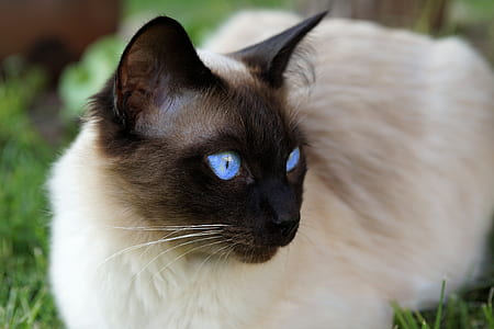 brown Siamese cat thumbnail