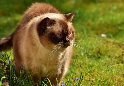 Siamese cat thumbnail