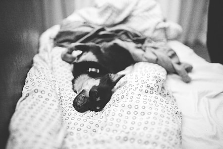 Dog lying on a bed thumbnail