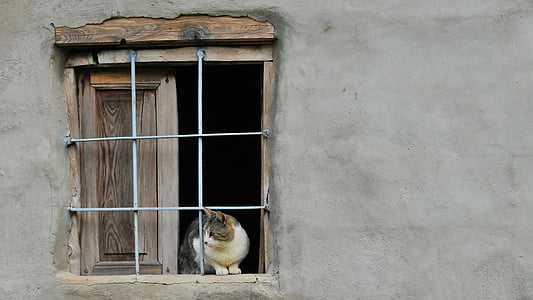 cat sitting on windowpane thumbnail
