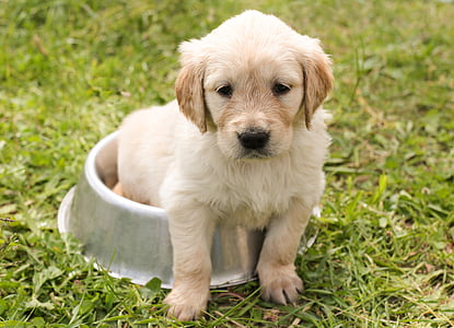 light golden retriever in dog bowl thumbnail
