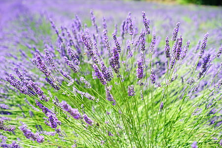 Close-up Photo of Lavender Growing on Field thumbnail