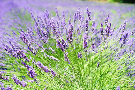 purple flowering plant thumbnail