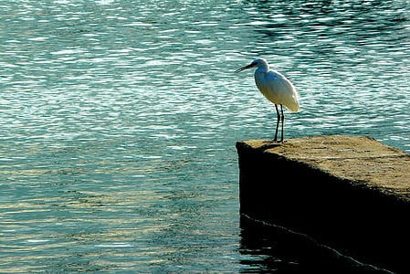 long-beaked white bird on brown dock beside body of water thumbnail