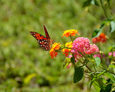 macro photography of red butteryfly thumbnail