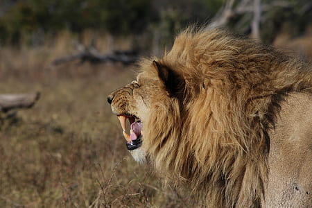 selective focus photography of brown lion thumbnail