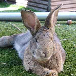 brown rabbit lying on green grass field during daytime thumbnail