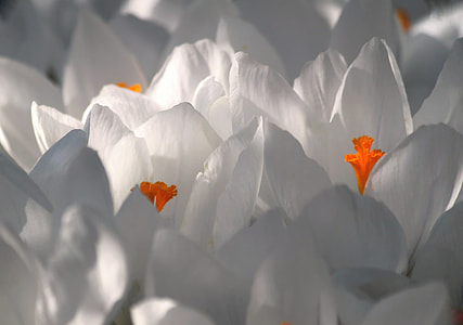 white crocus flowers in close up photography thumbnail