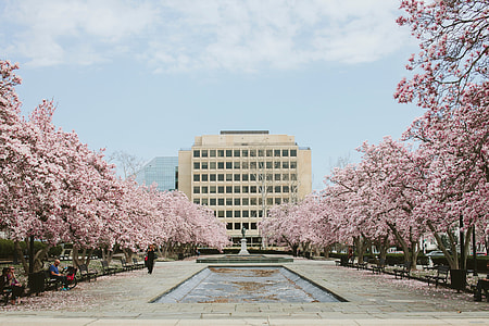 white painted establishment shot through statue surrounded by Cherry Blossoms thumbnail