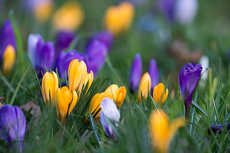 selective focus photography of yellow and purple petaled flower thumbnail