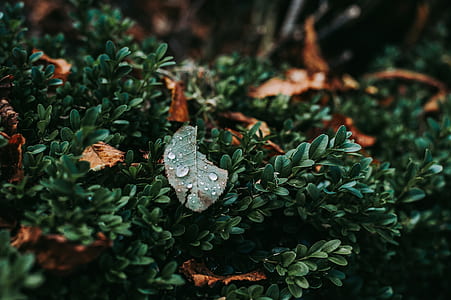 shallow focus photography of green plant thumbnail