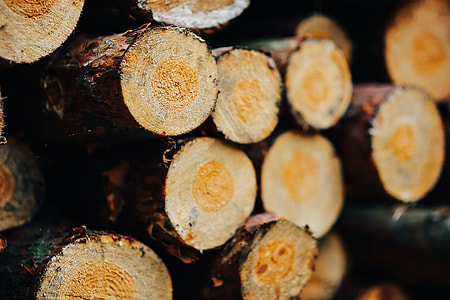 Wood trunks Wall thumbnail