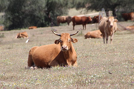 brown bull lot thumbnail