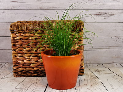 green leafed plant thumbnail