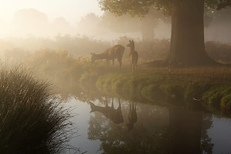 photography of animal near tree thumbnail