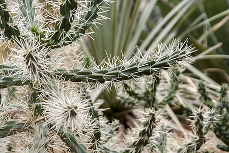 selective focus photo of green cactus plant thumbnail