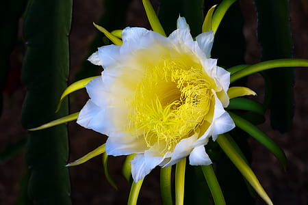 close-up photo of white and yellow Cereus flower thumbnail