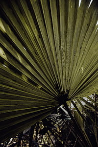 Tropical Botanical Garden in Belem, Lisbon, Portugal thumbnail