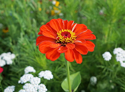 selective focus photo of red zinnia flower thumbnail