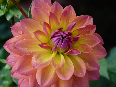 selective focus photography of orange dahlia flower thumbnail