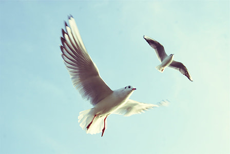 Two seagulls flying in the air thumbnail
